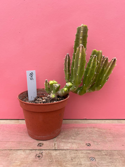 Stapelia gigantea (563)