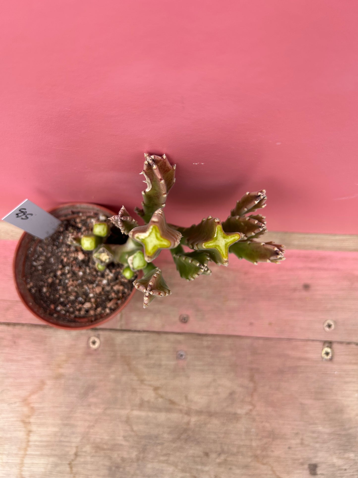 Stapelia gigantea (563)