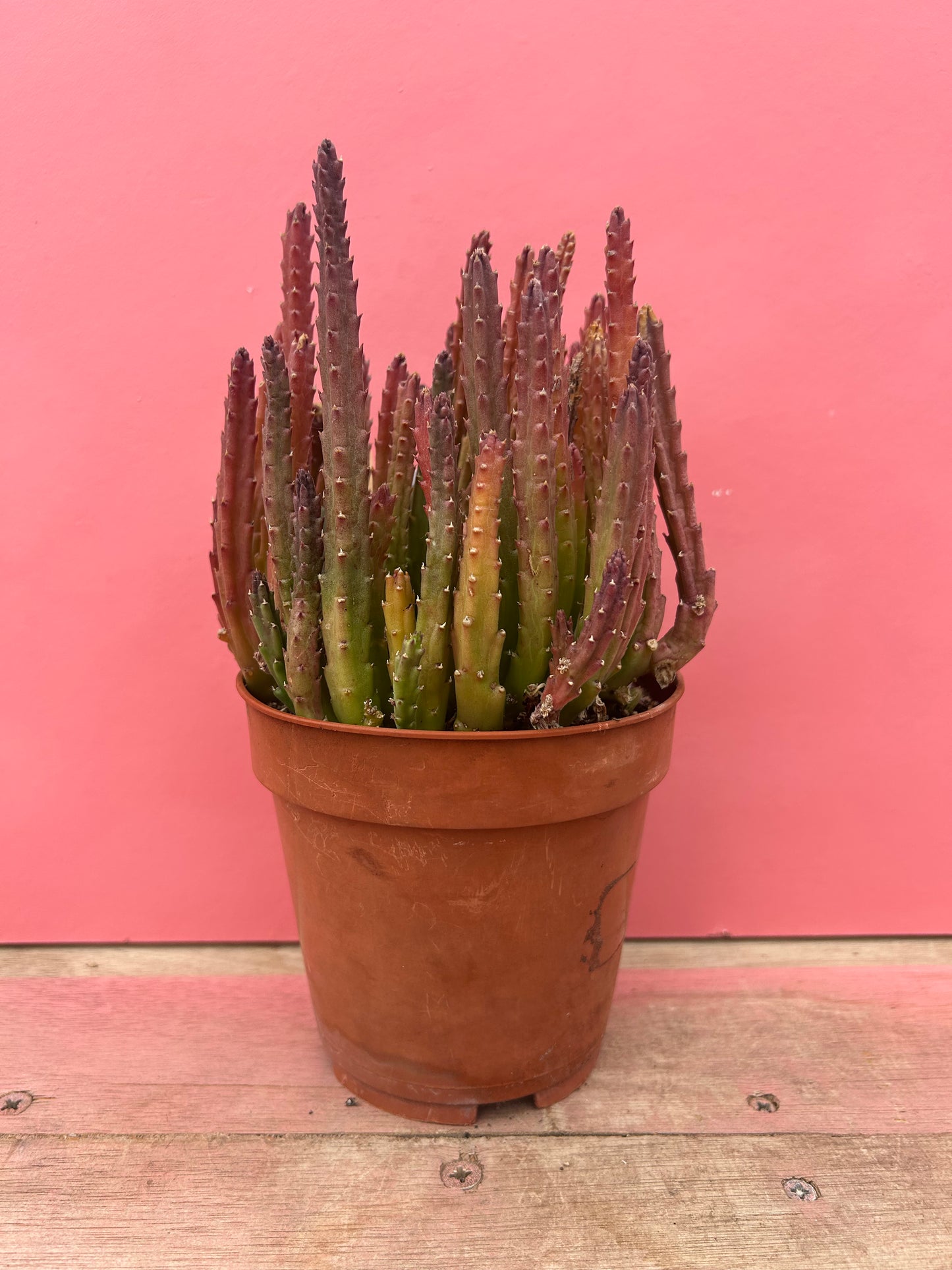 Stapelia cedrimontana (564)