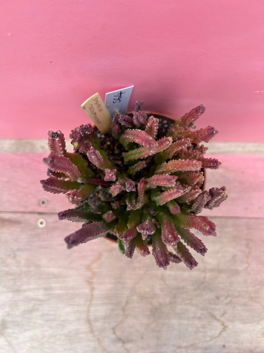 Stapelia cedrimontana (564)