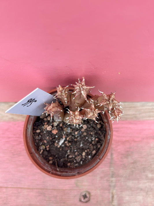 Huernia variegata (566)