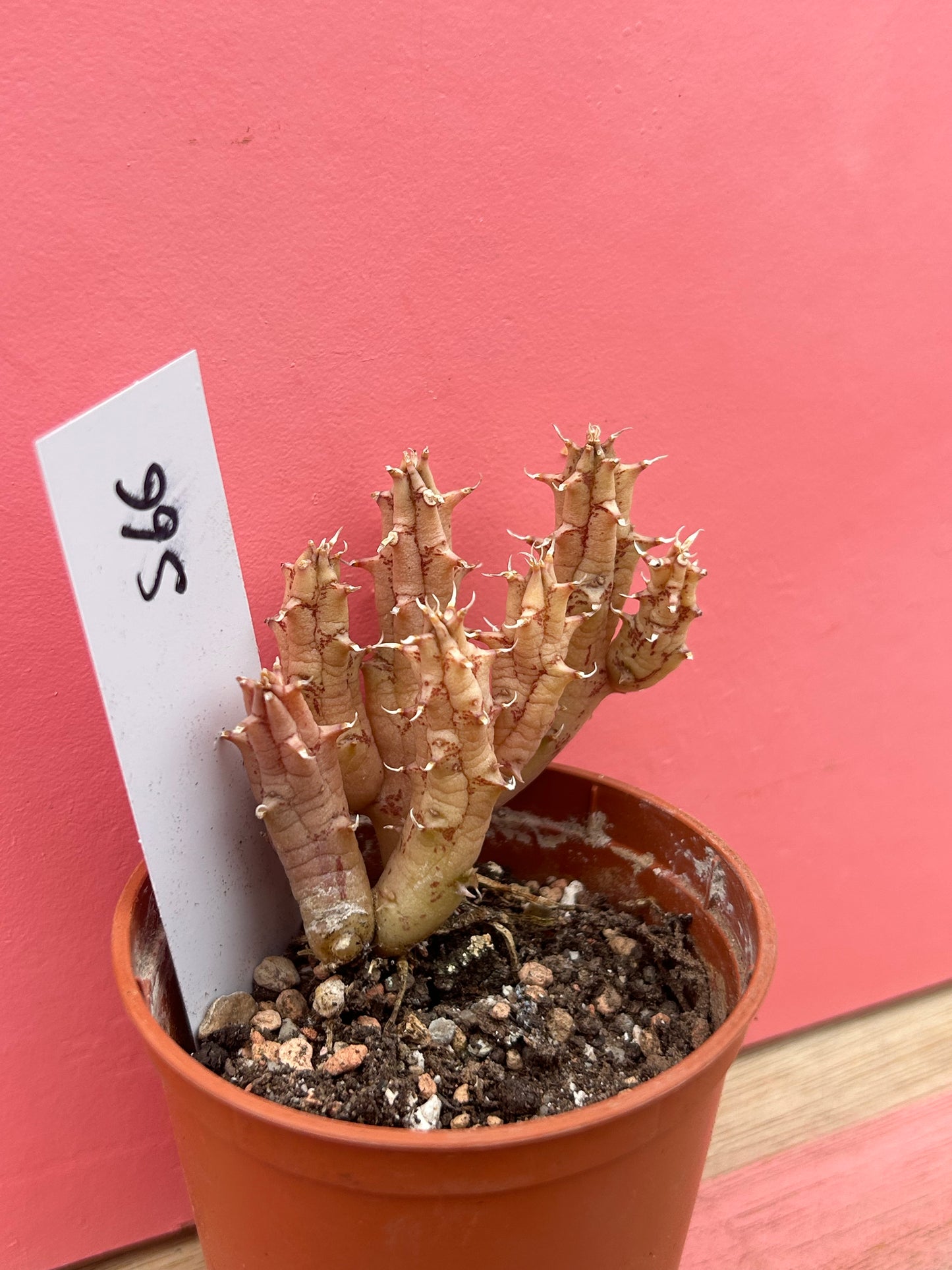 Huernia variegata (566)