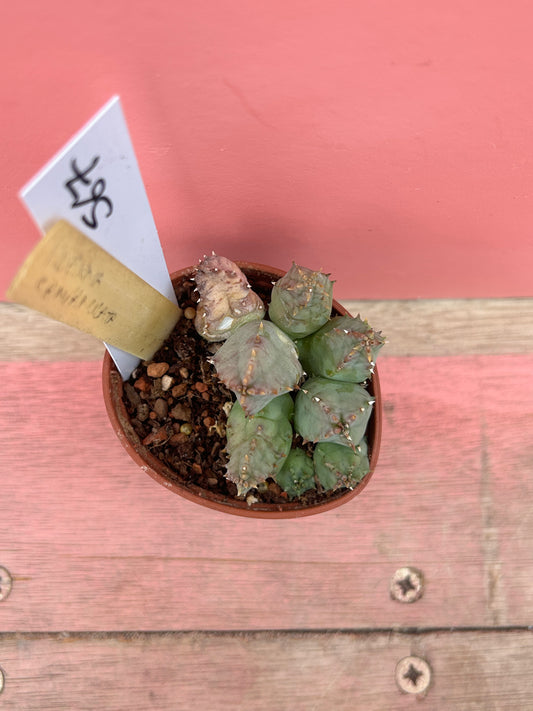 Huernia campanulata (567)