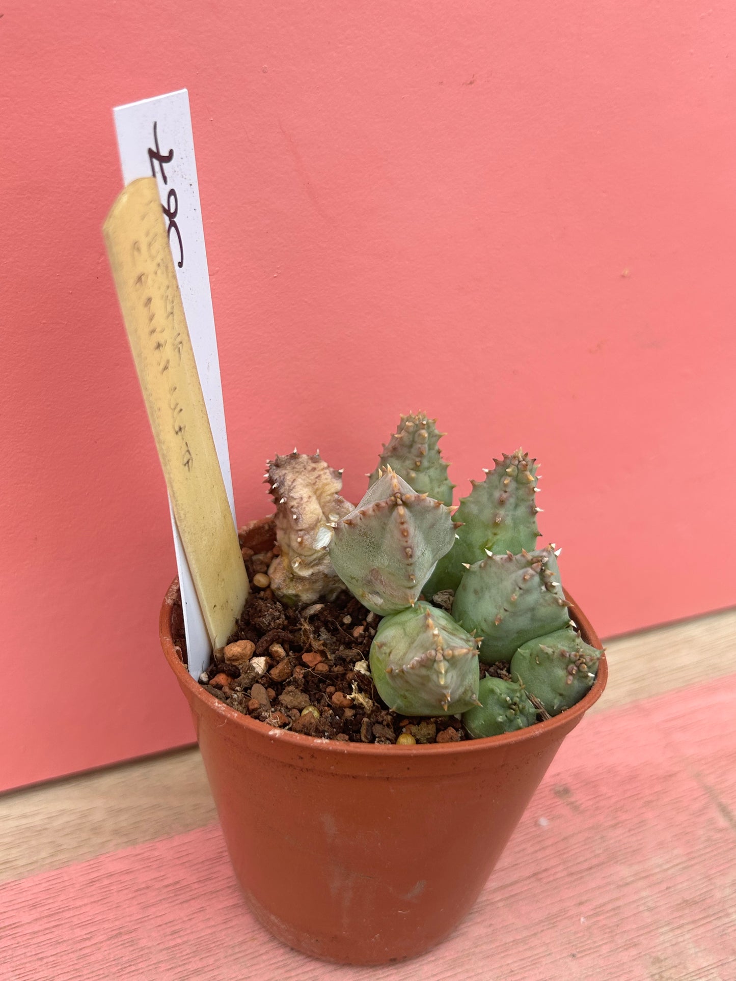 Huernia campanulata (567)