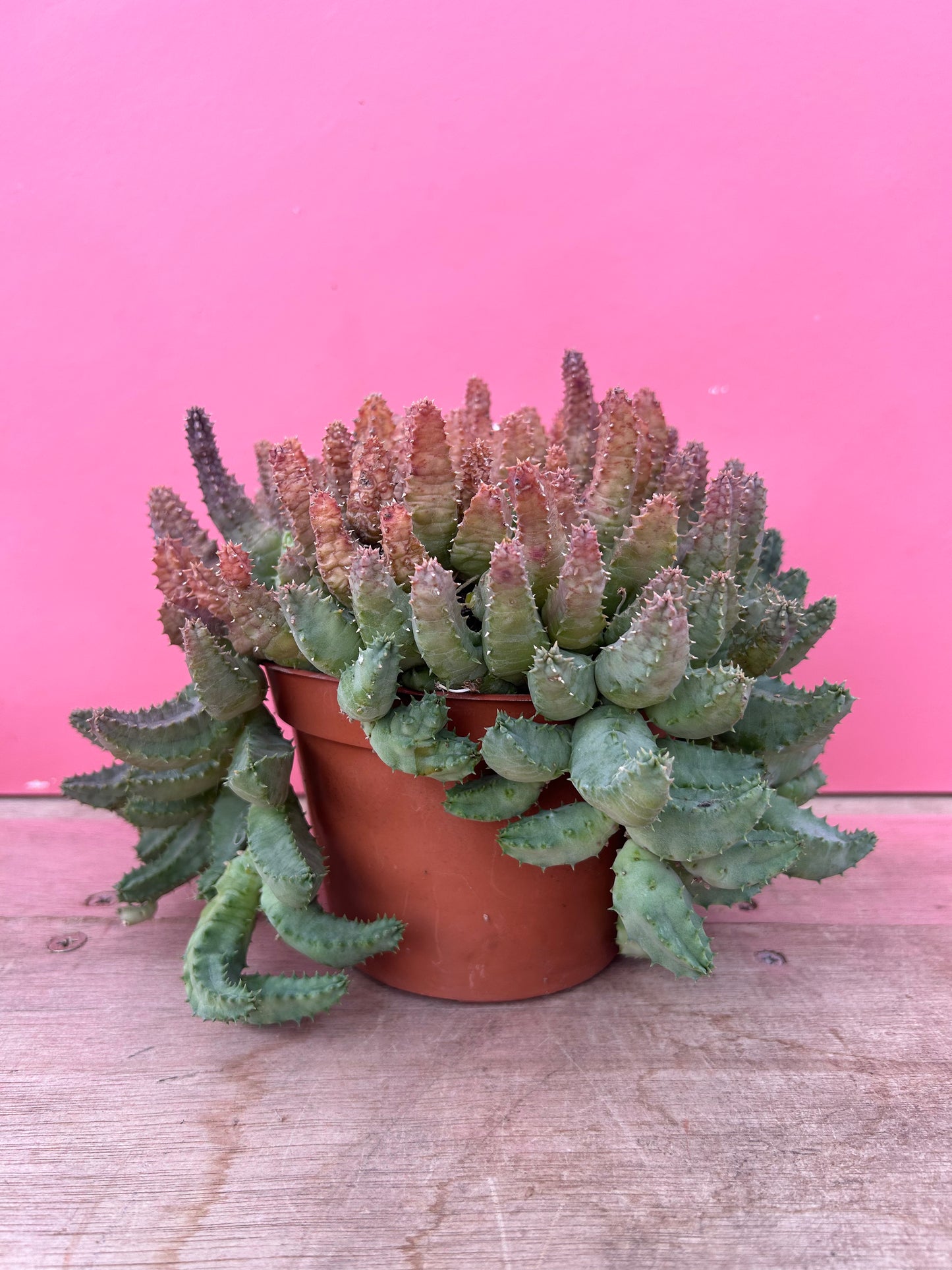 Huernia piersii (568)