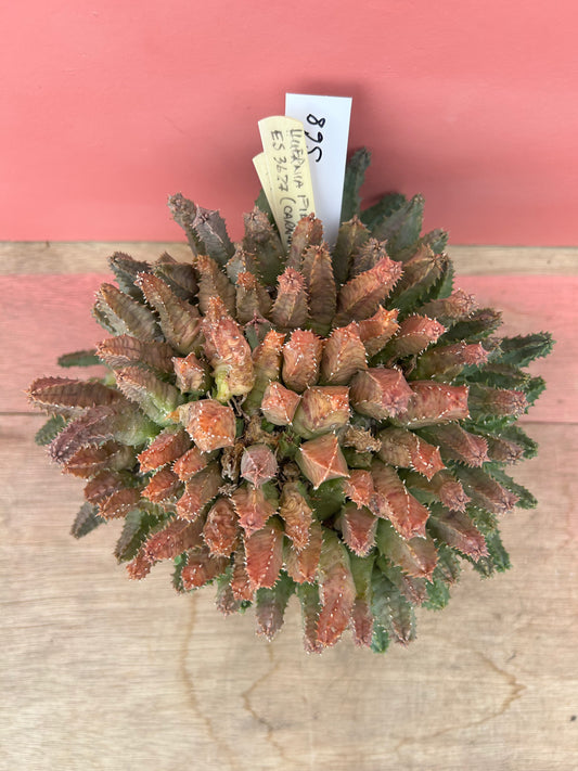 Huernia piersii (568)