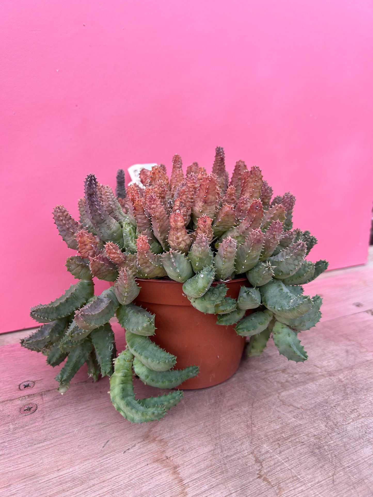 Huernia piersii (568)