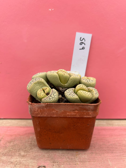 Lithops marmorata 'Polepsky Smaragd' (569)
