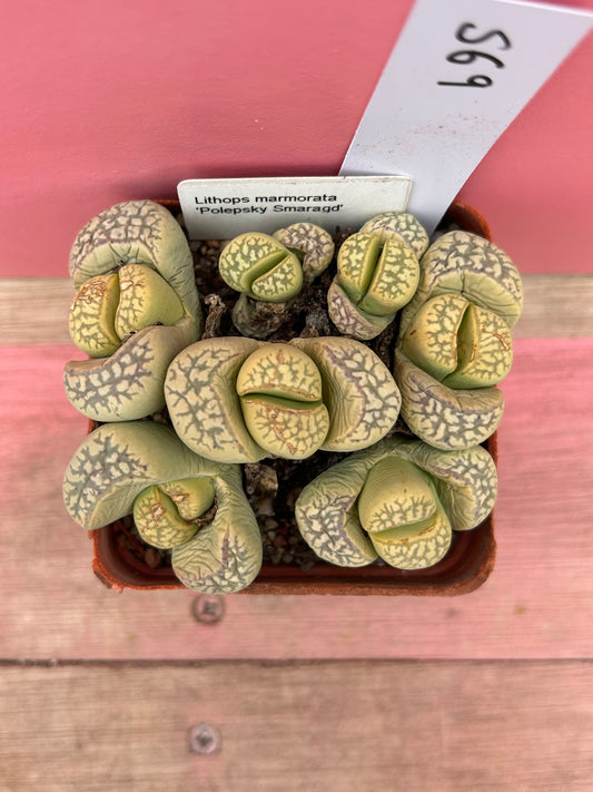 Lithops marmorata 'Polepsky Smaragd' (569)