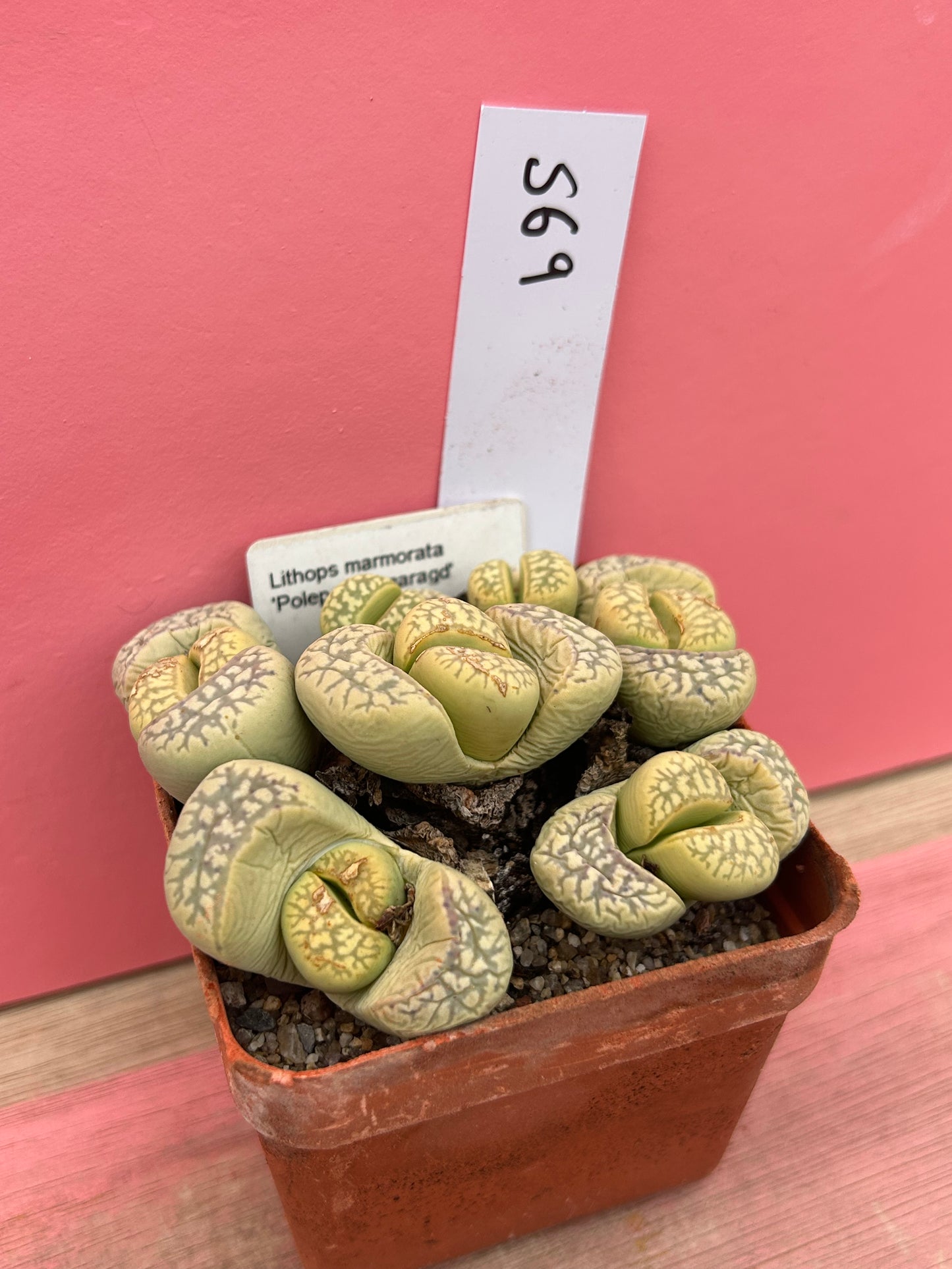 Lithops marmorata 'Polepsky Smaragd' (569)