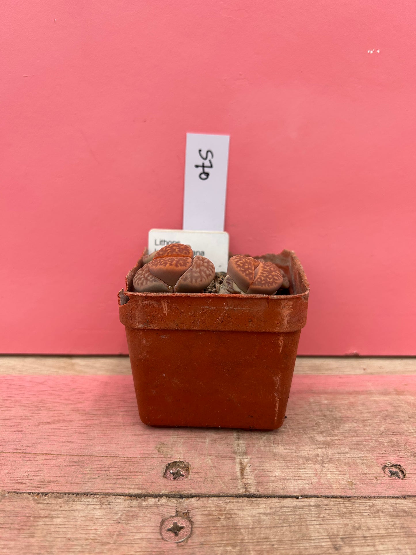 Lithops karasmontana var. lericheana (570)