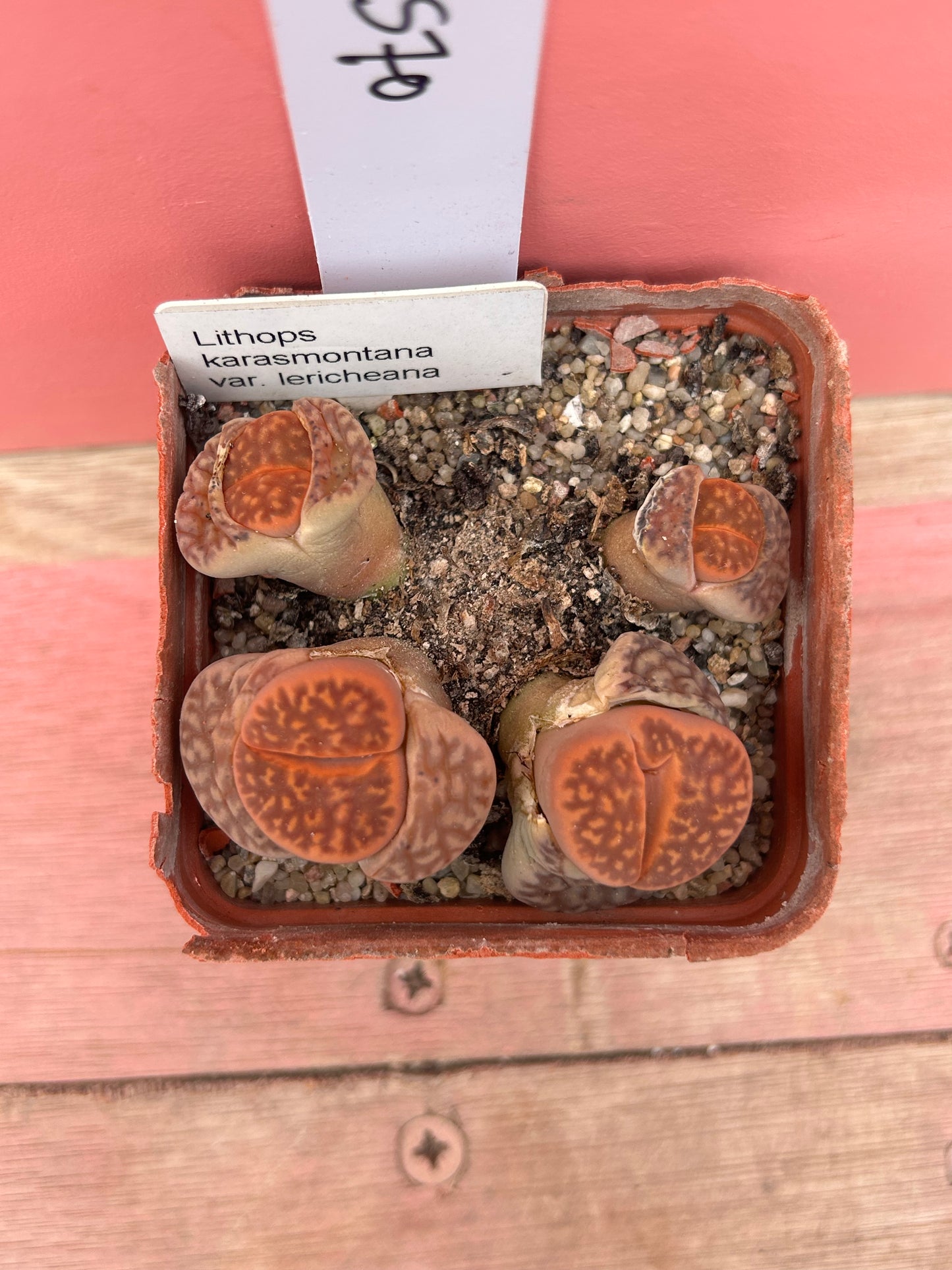 Lithops karasmontana var. lericheana (570)