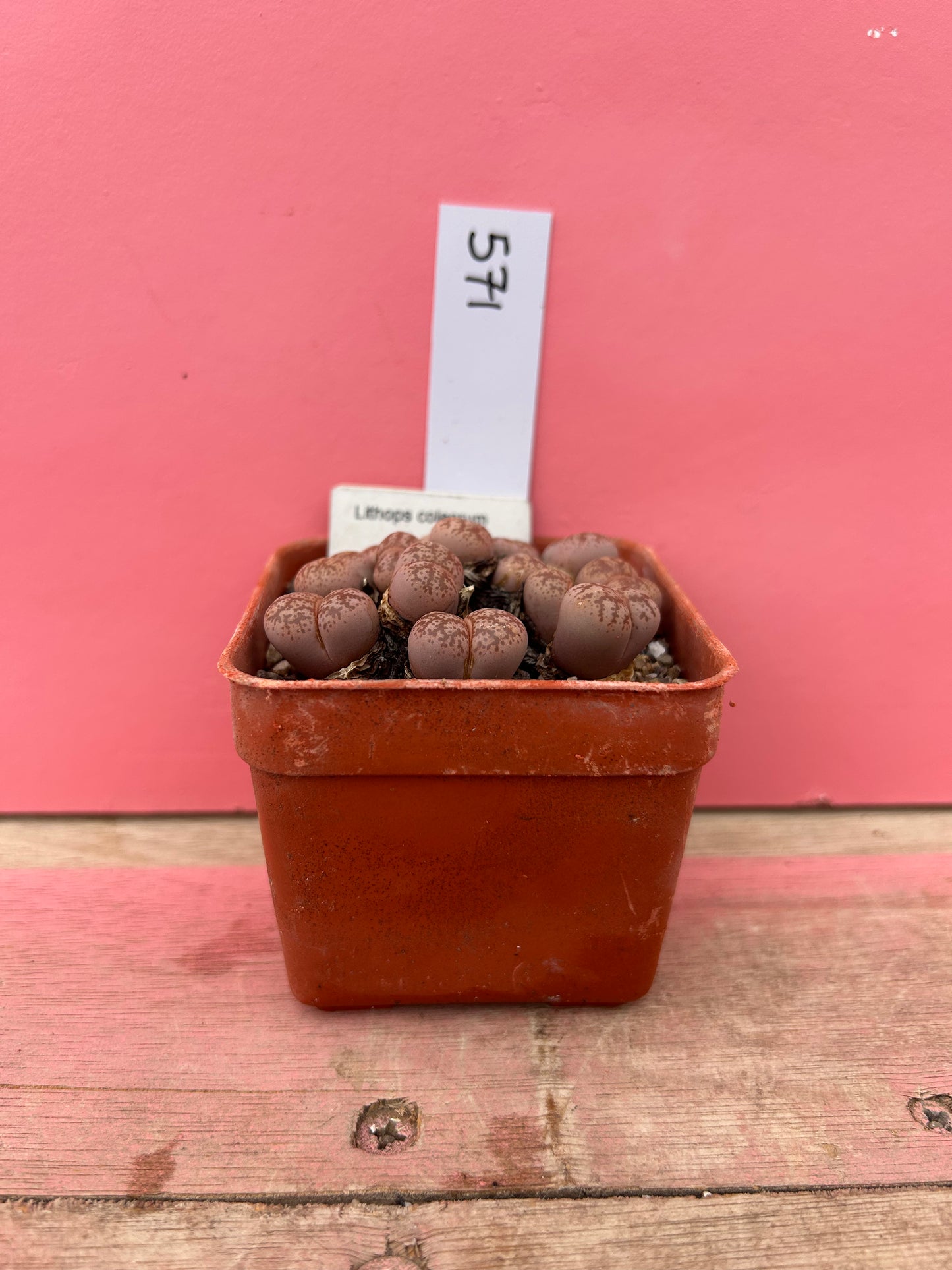 Lithops coleorum (571)
