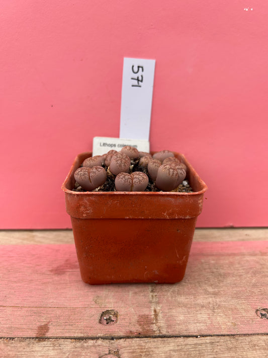 Lithops coleorum (571)