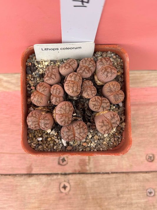 Lithops coleorum (571)