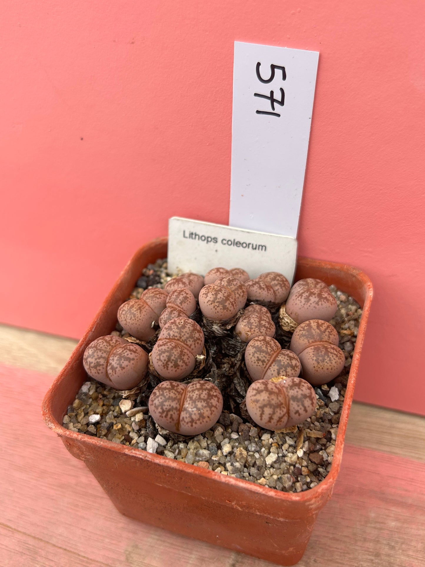 Lithops coleorum (571)