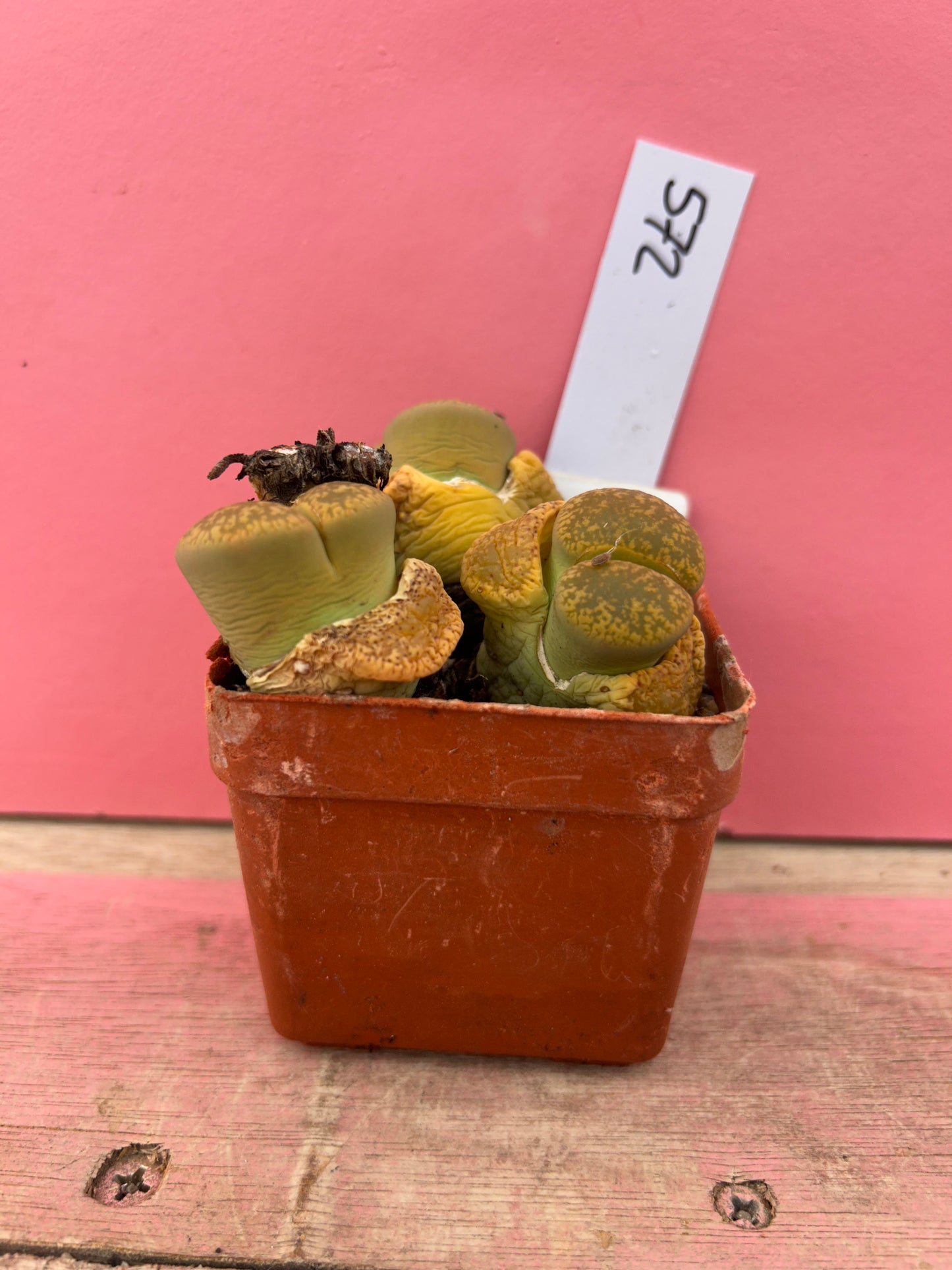 Lithops aucampiae 'Jackson's Jade' (572)