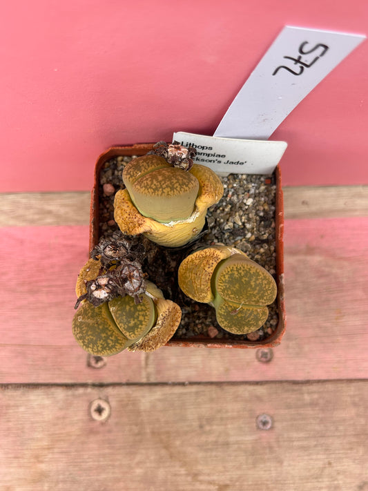 Lithops aucampiae 'Jackson's Jade' (572)