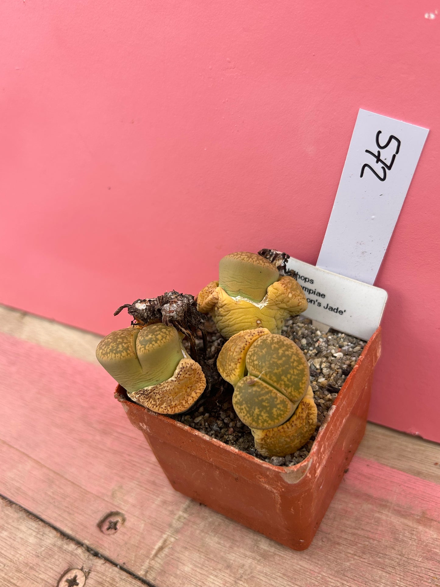 Lithops aucampiae 'Jackson's Jade' (572)