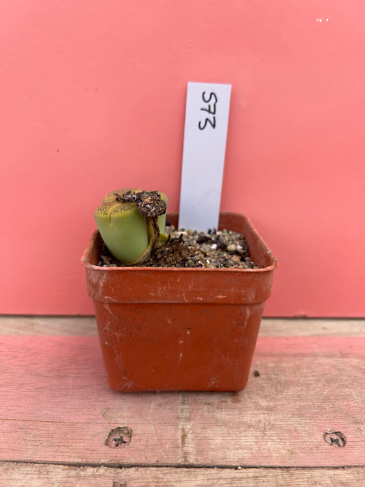 Lithops aucampiae 'Jackson's Jade' (573)