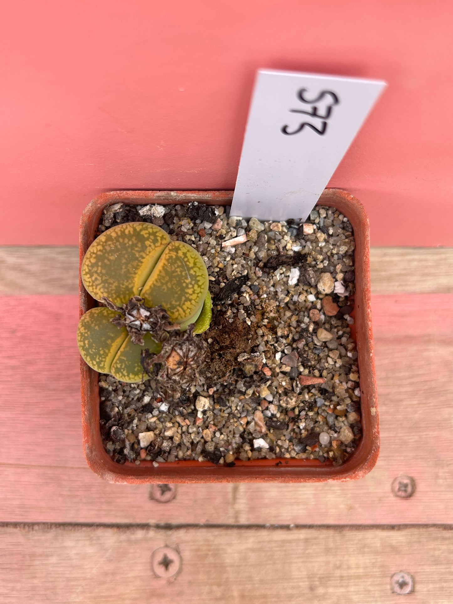 Lithops aucampiae 'Jackson's Jade' (573)