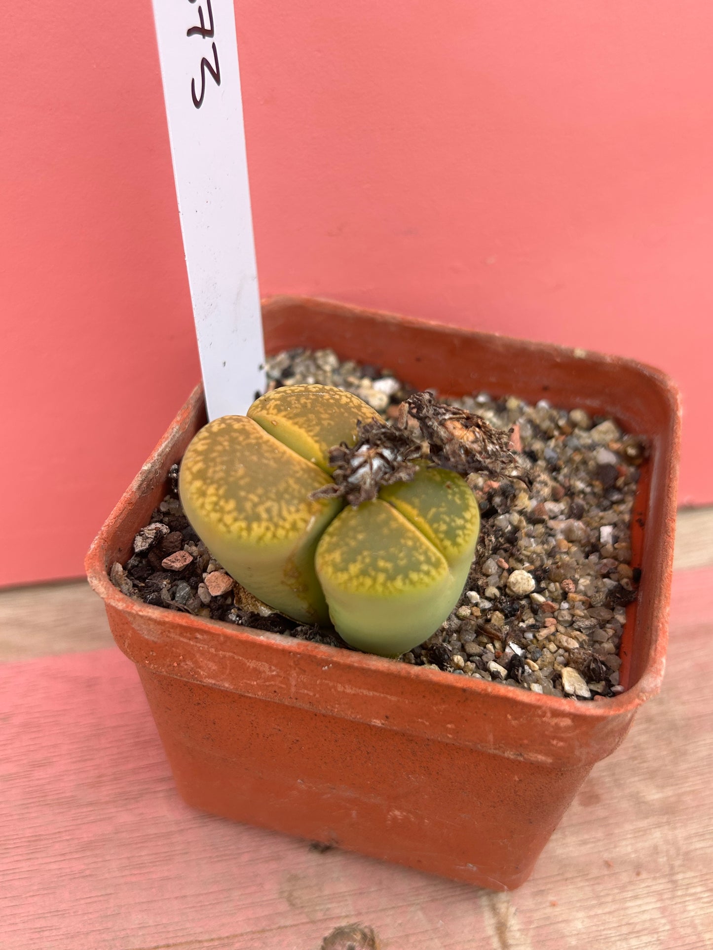 Lithops aucampiae 'Jackson's Jade' (573)