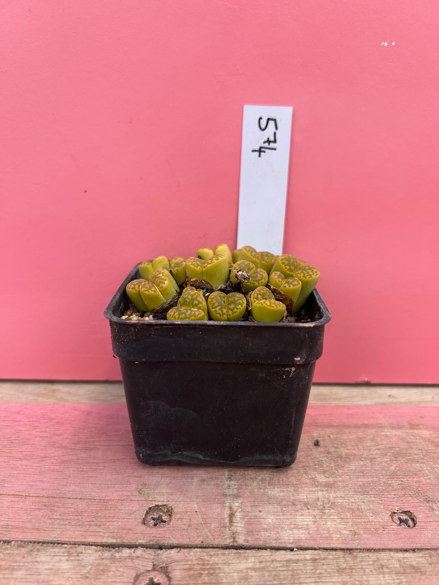 Lithops bromfieldii v. insularis (574)