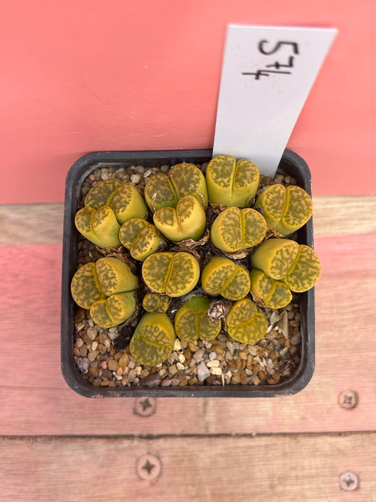 Lithops bromfieldii v. insularis (574)