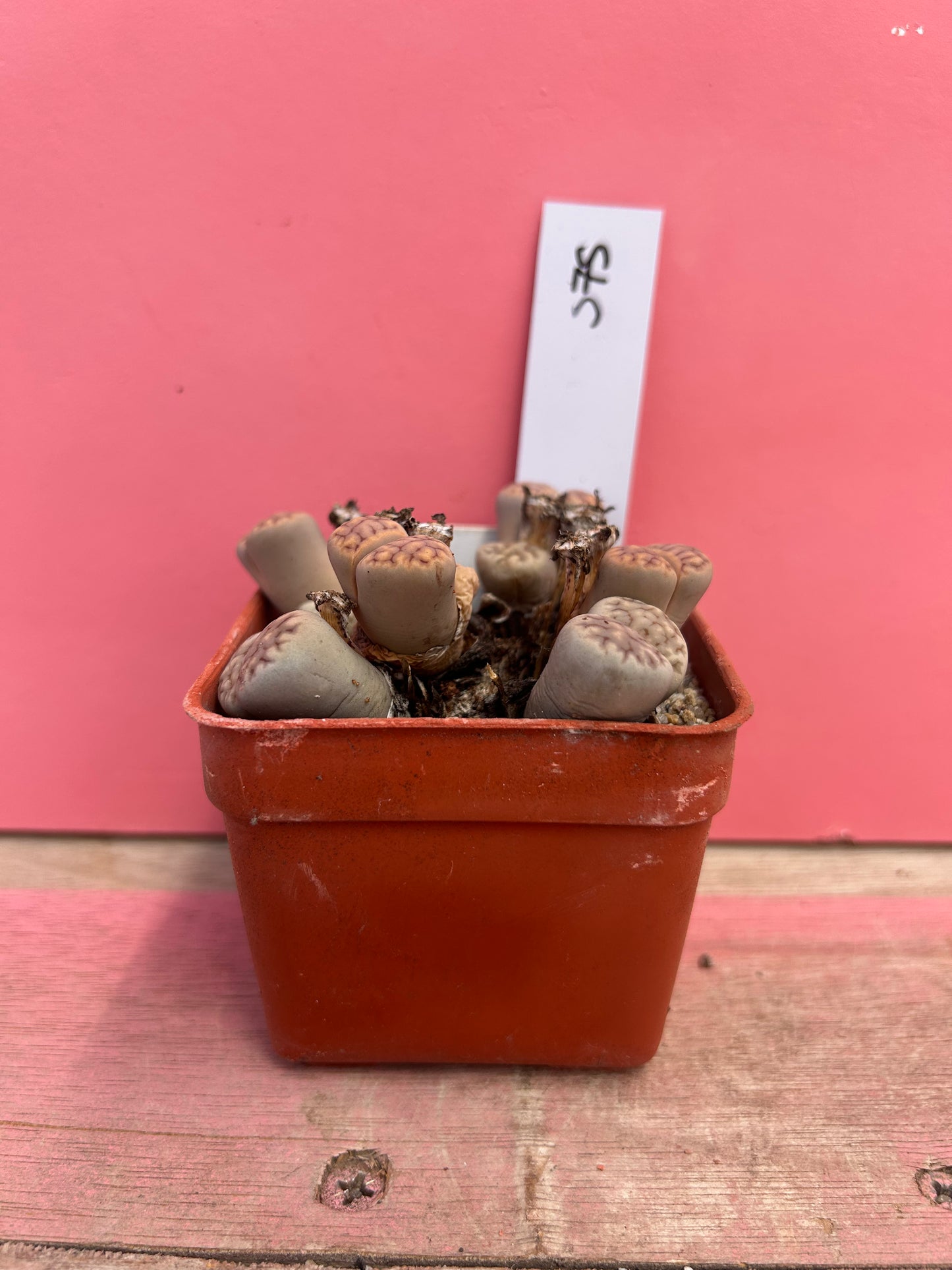 Lithops karasmontana ssp. eberlanzii (575)