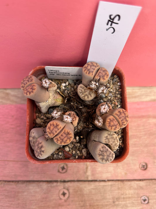 Lithops karasmontana ssp. eberlanzii (575)