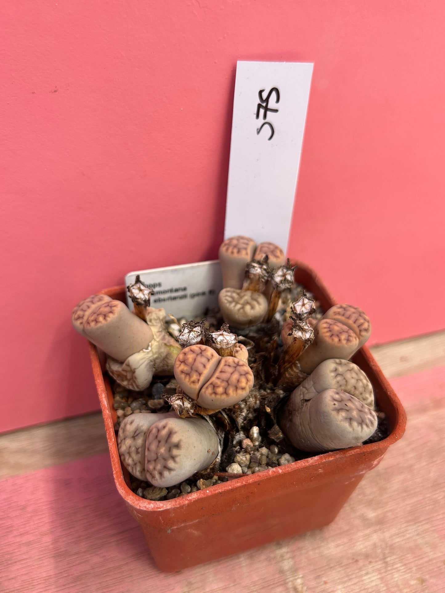 Lithops karasmontana ssp. eberlanzii (575)