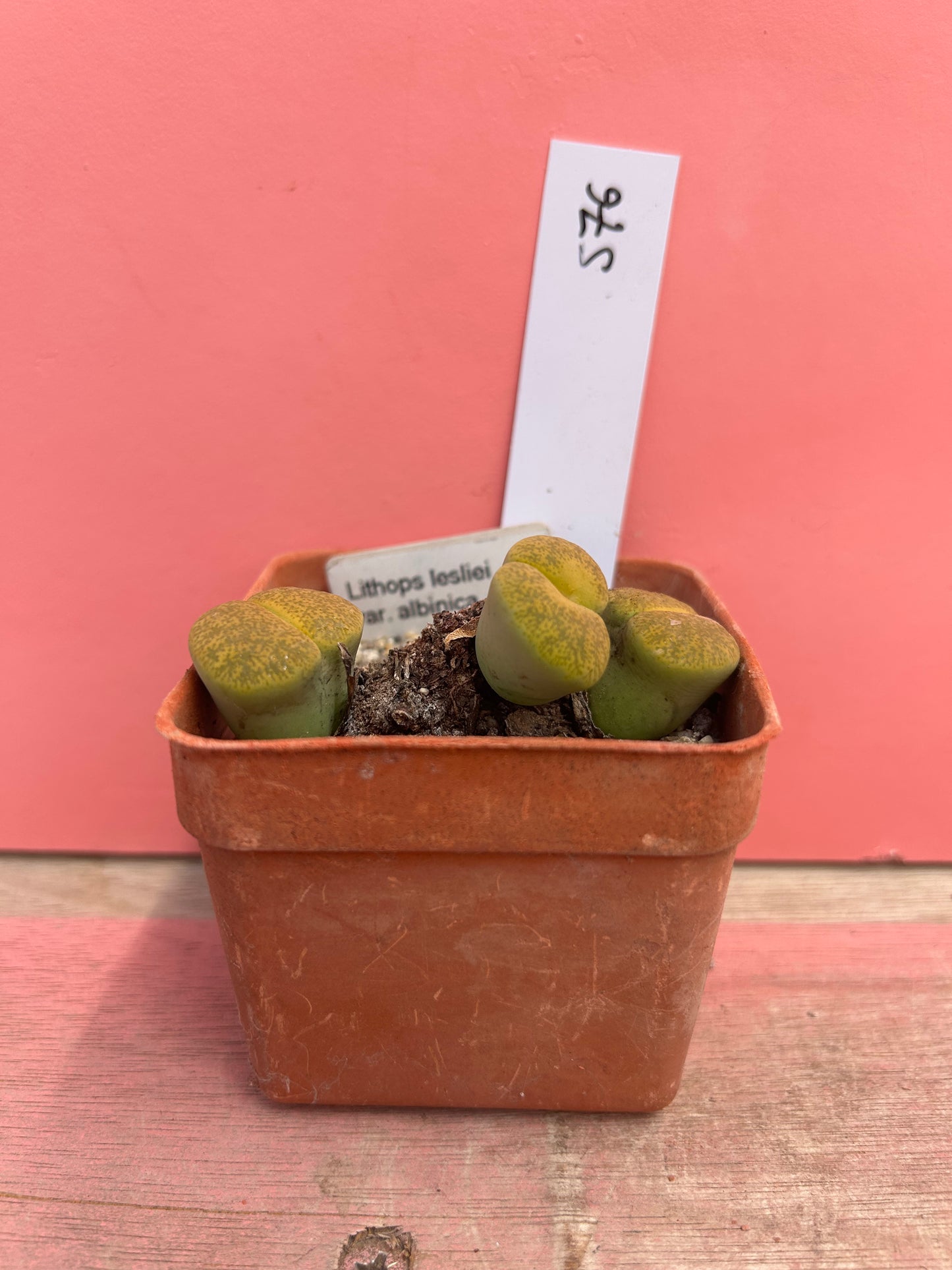 Lithops leslei var. albinia (576)