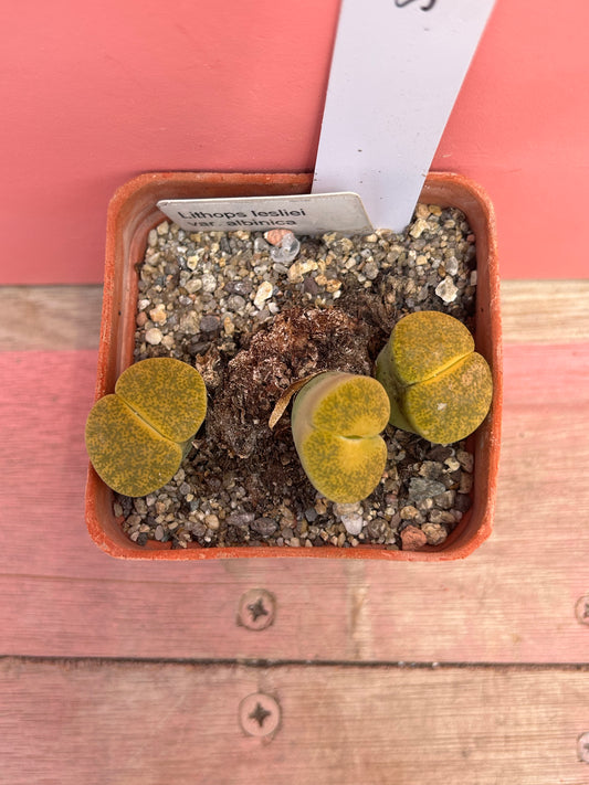 Lithops leslei var. albinia (576)