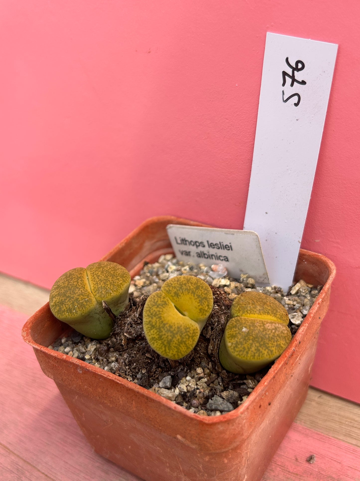 Lithops leslei var. albinia (576)