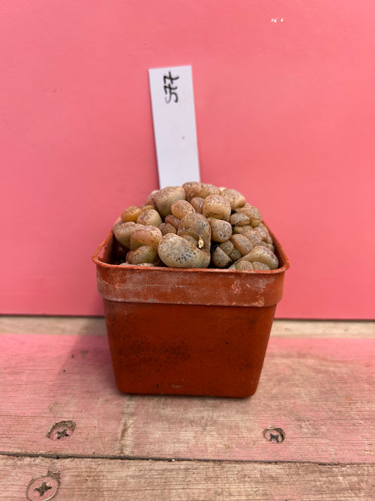 Lithops francisii (577)