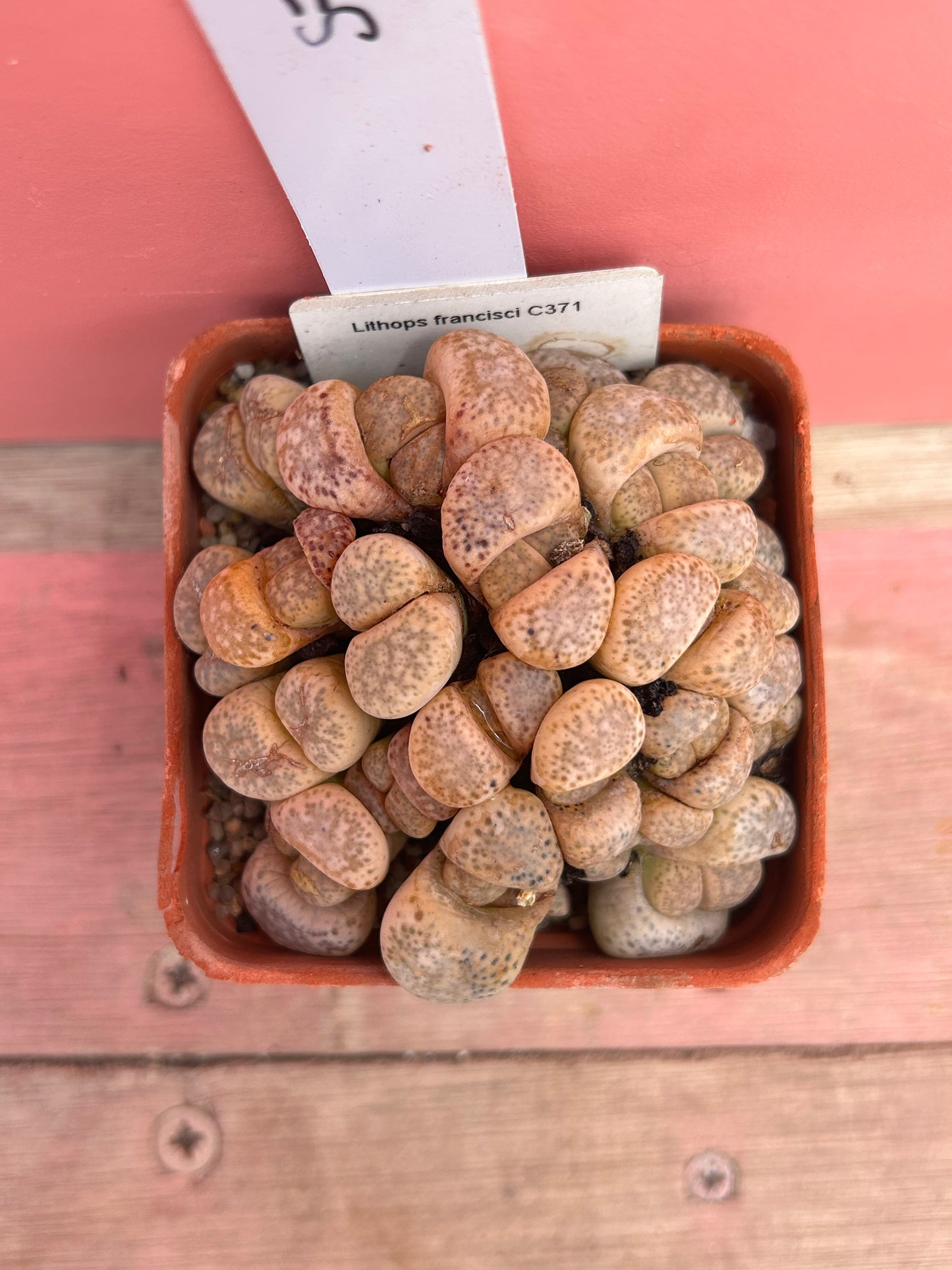 Lithops francisii (577)