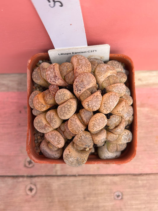 Lithops francisii (577)