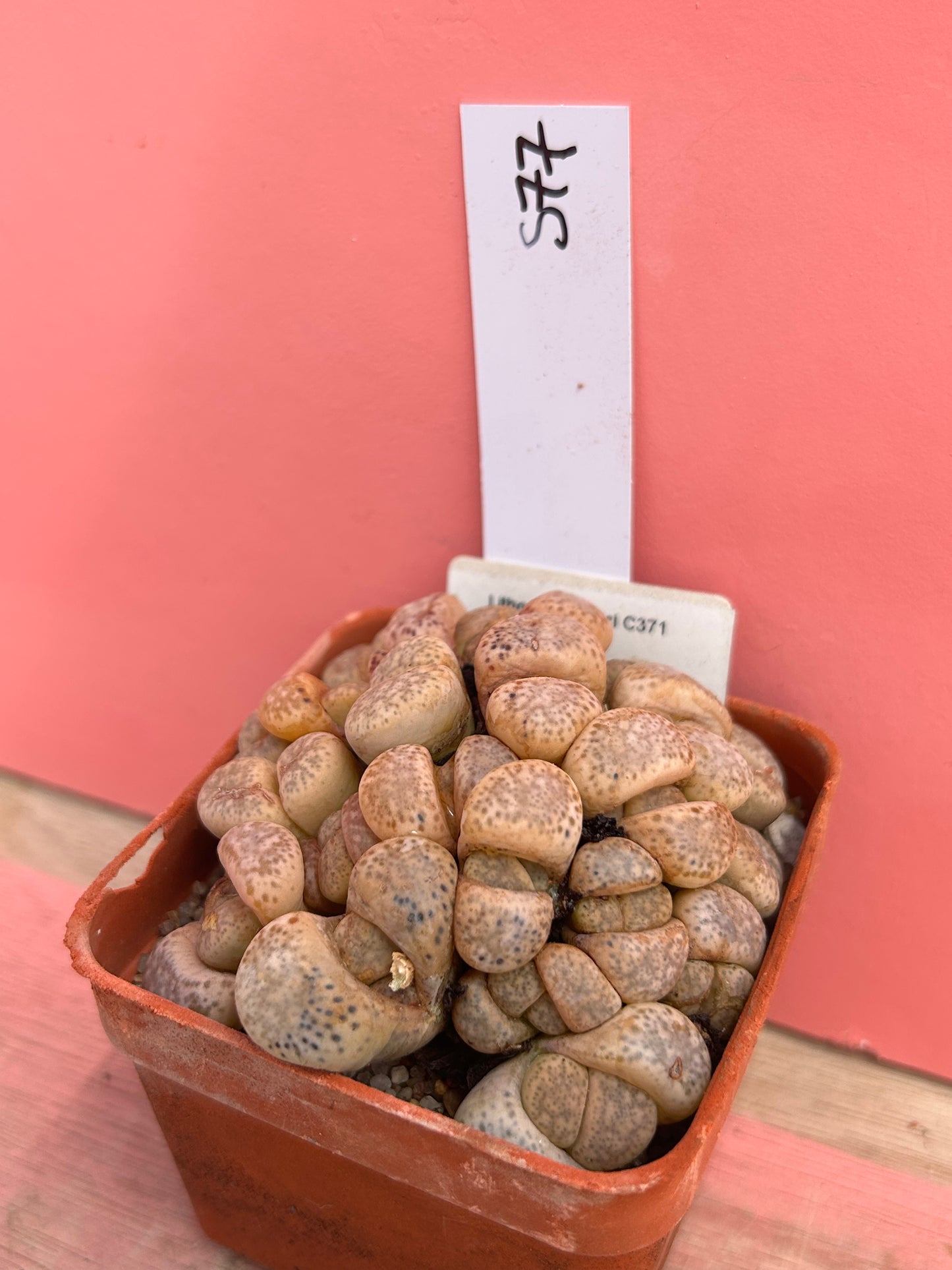 Lithops francisii (577)