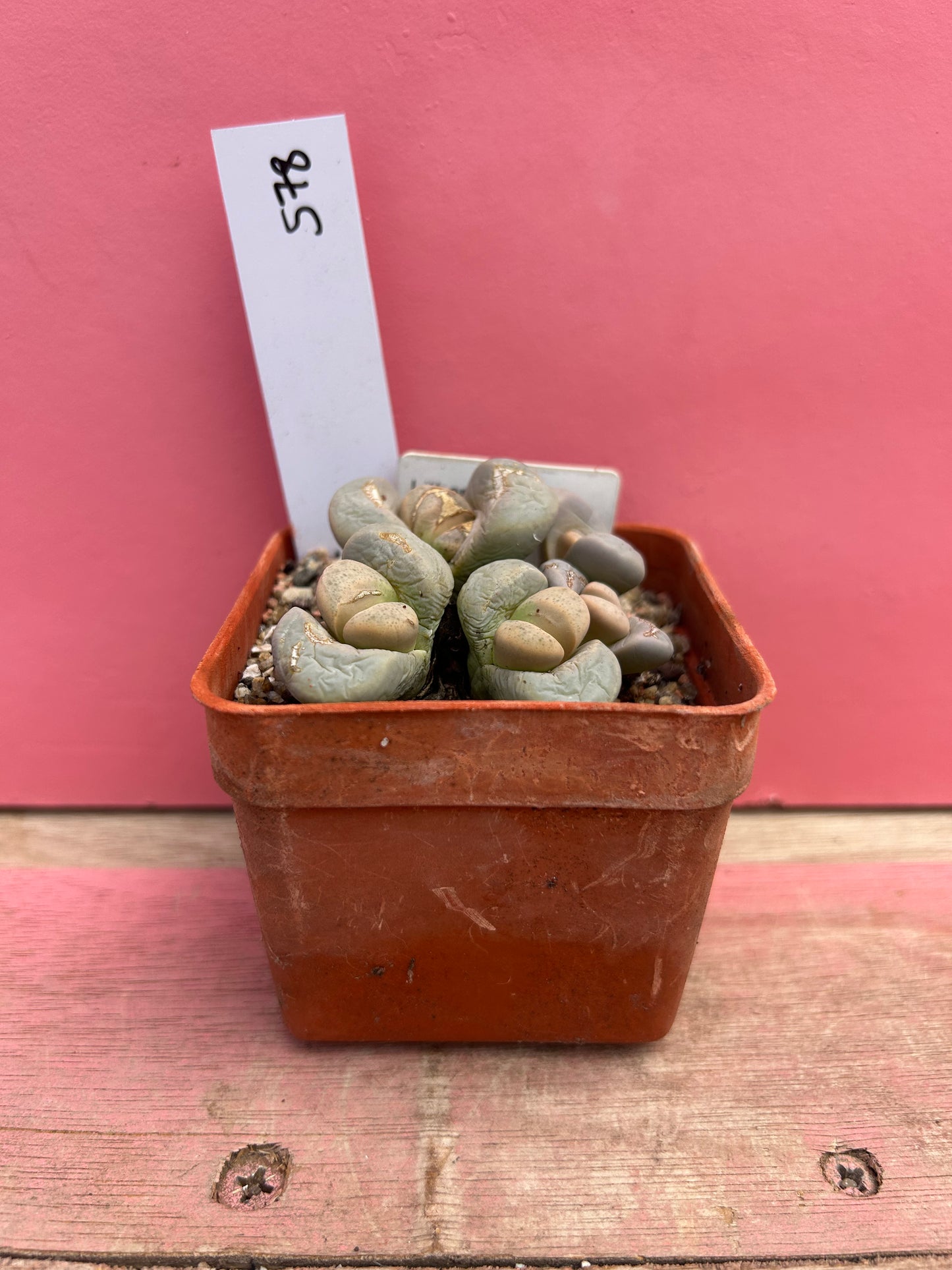 Lithops meyeri (578)
