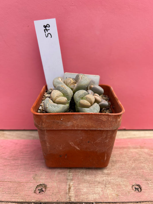 Lithops meyeri (578)