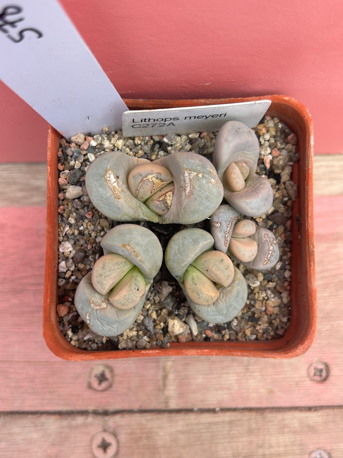 Lithops meyeri (578)
