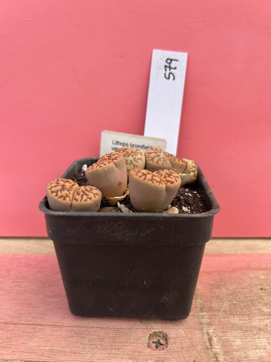 Lithops bromfieldii var. mennelii (579)