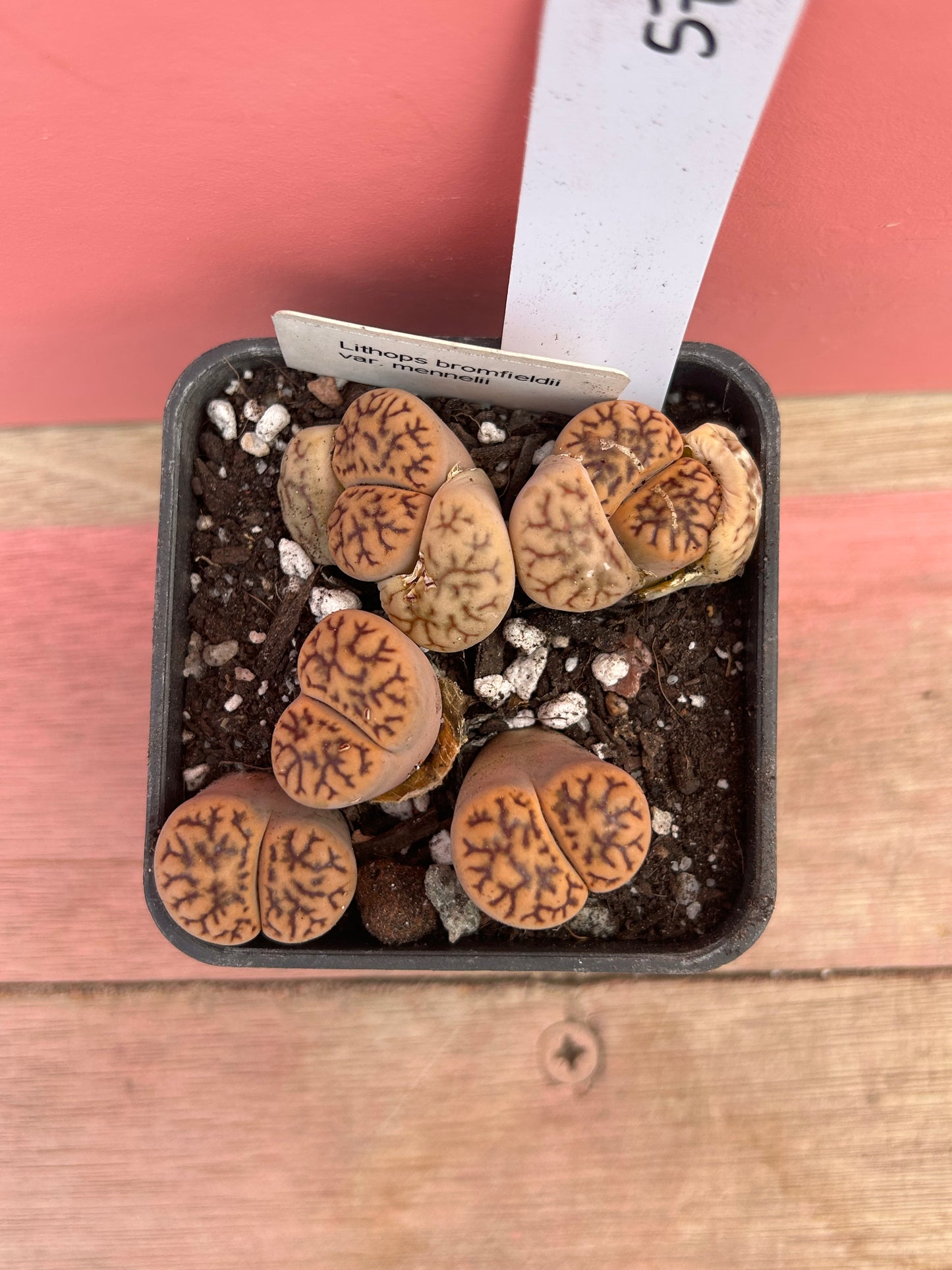 Lithops bromfieldii var. mennelii (579)