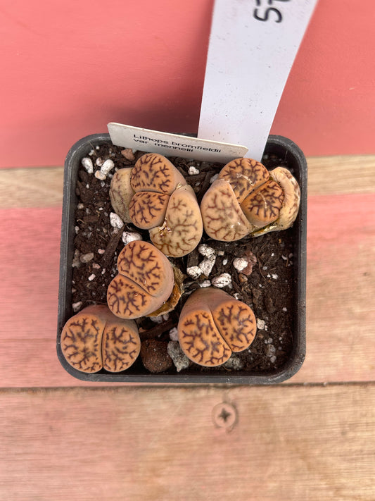 Lithops bromfieldii var. mennelii (579)