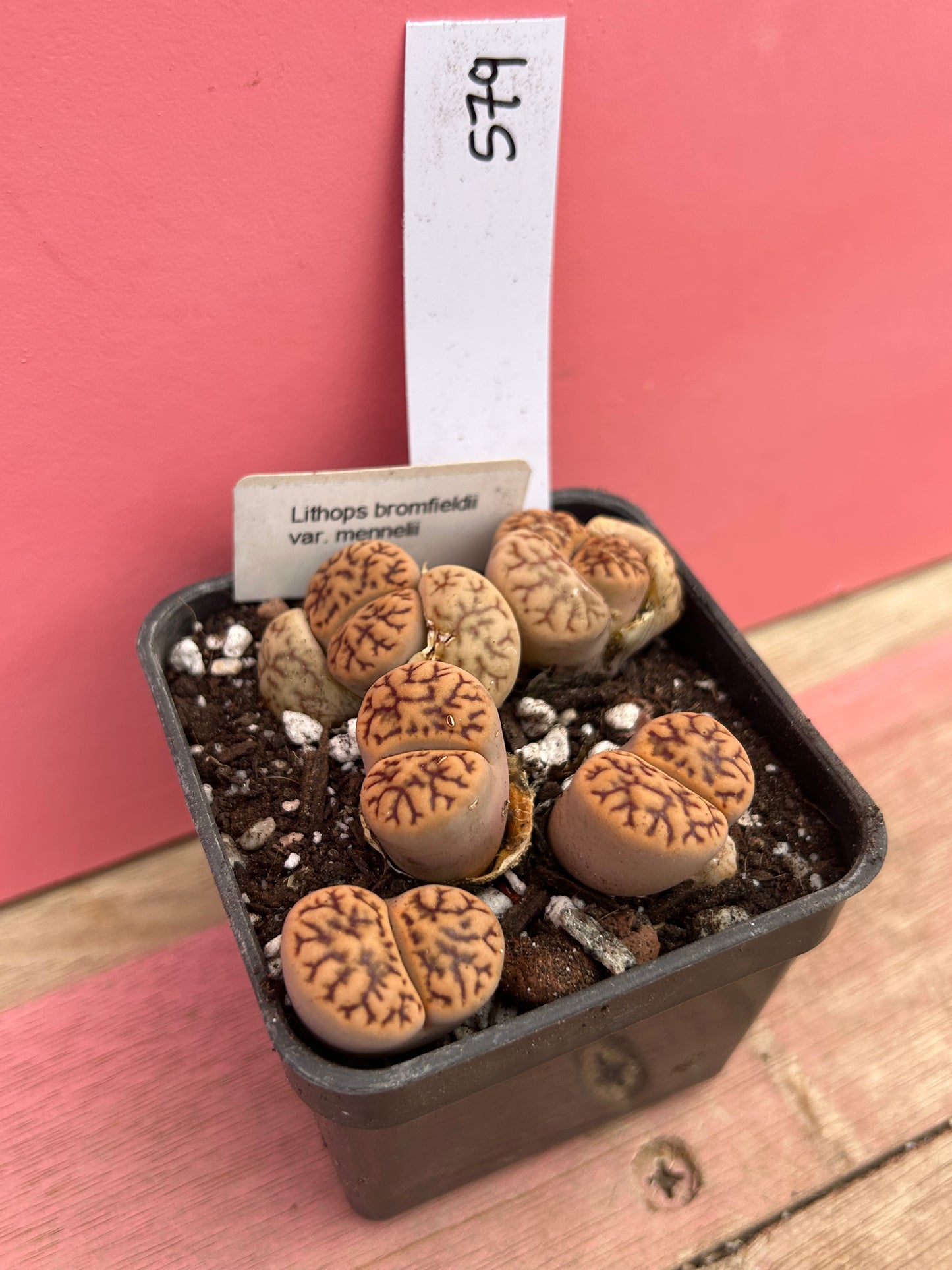 Lithops bromfieldii var. mennelii (579)