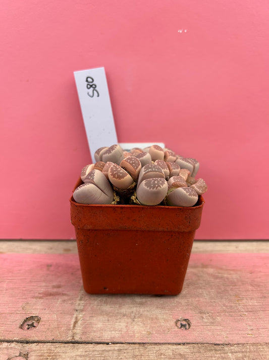 Lithops olivacea var. nebrownii (580)