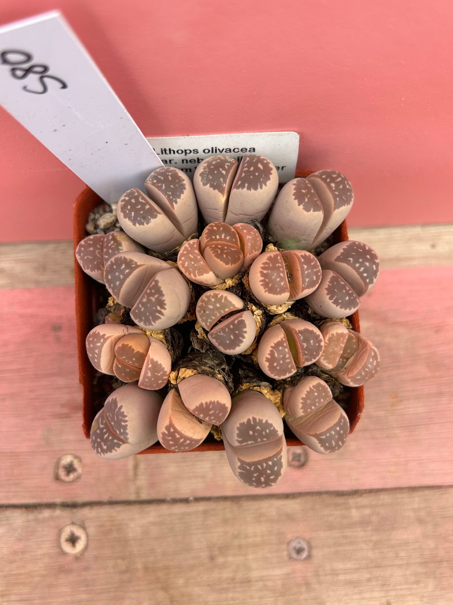 Lithops olivacea var. nebrownii (580)