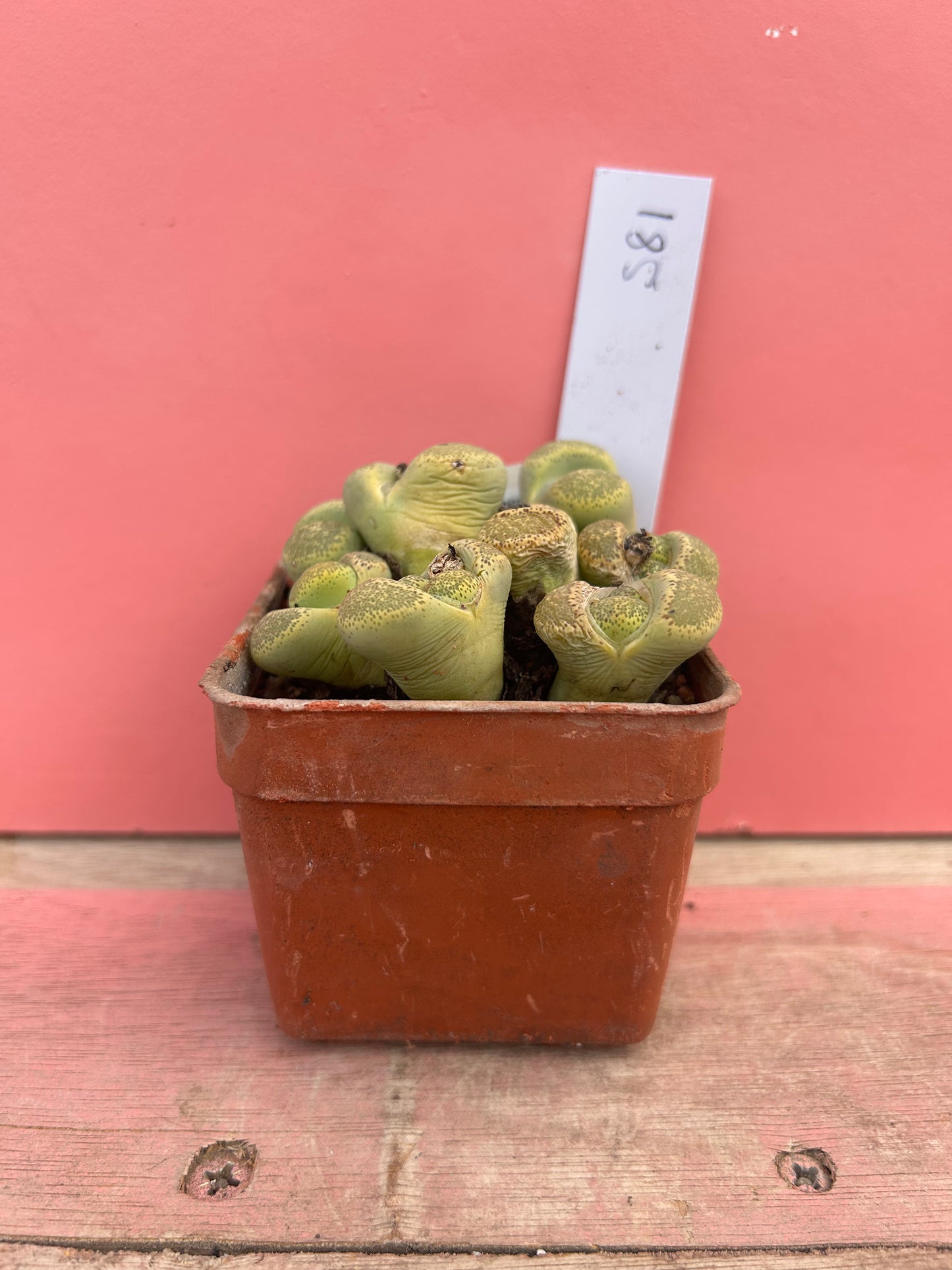 Lithops 'Speckled Gold' (581)