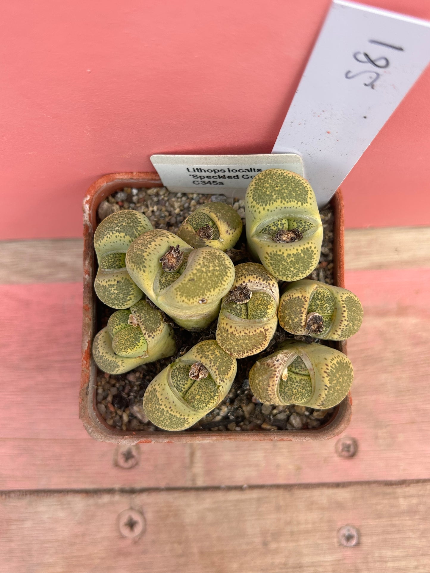 Lithops 'Speckled Gold' (581)