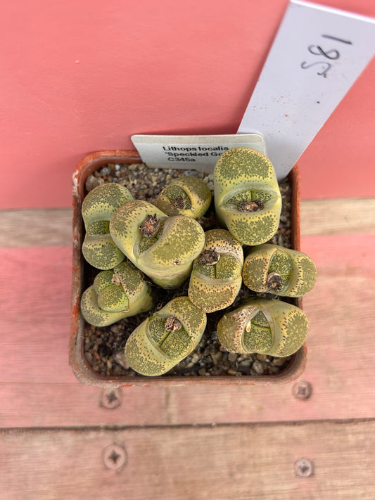 Lithops 'Speckled Gold' (581)